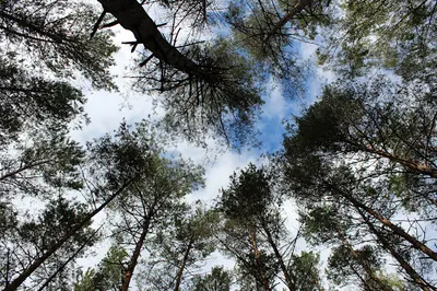 ARASMA Kobylińska Marta